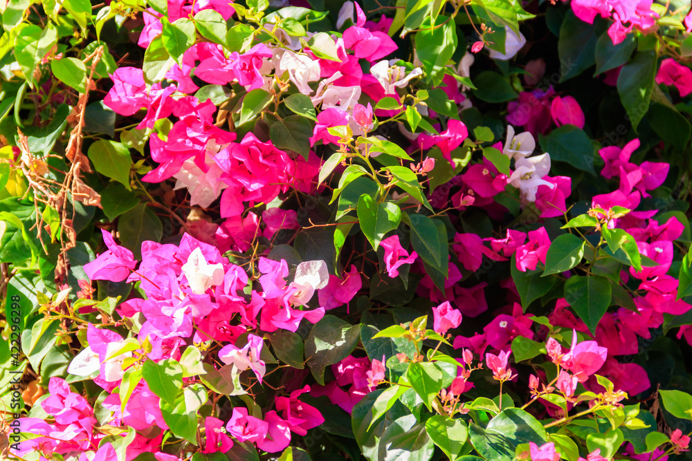 Beautiful blooming bougainvillea in garden