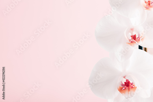 White flowers orchid on pink background. Flat lay  top view  copy space