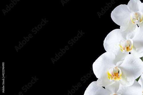 White orchid on black background. White flowers on dark. Flat lay, top view, copy space