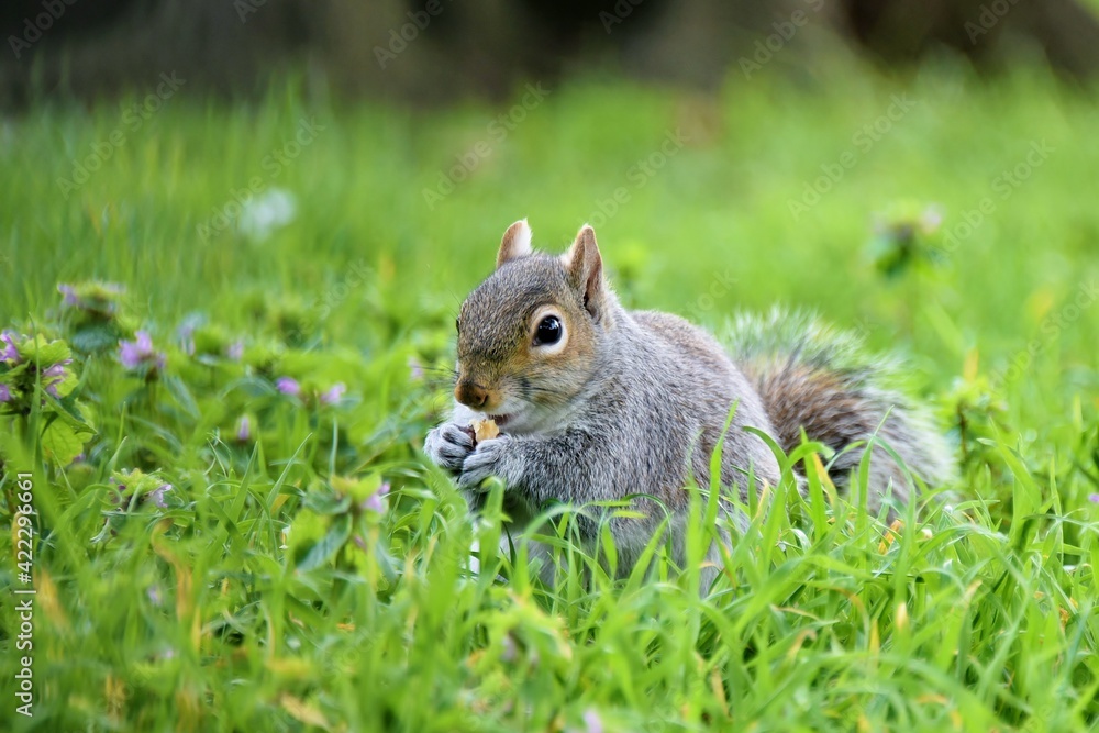 Cute animals. Squirrel eating nuts in the grass. 