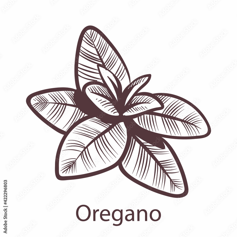 Oregano. Engraving isolated illustration of vegan food, hand drawn herb in retro style, detailed organic product sketch, kitchen and cooking symbol with text vector object on white background