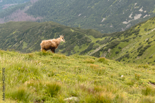 mountain goat on a rocky slope
