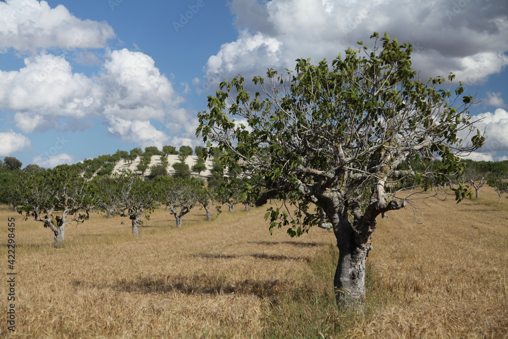 Feigenbaum auf Mallorca
