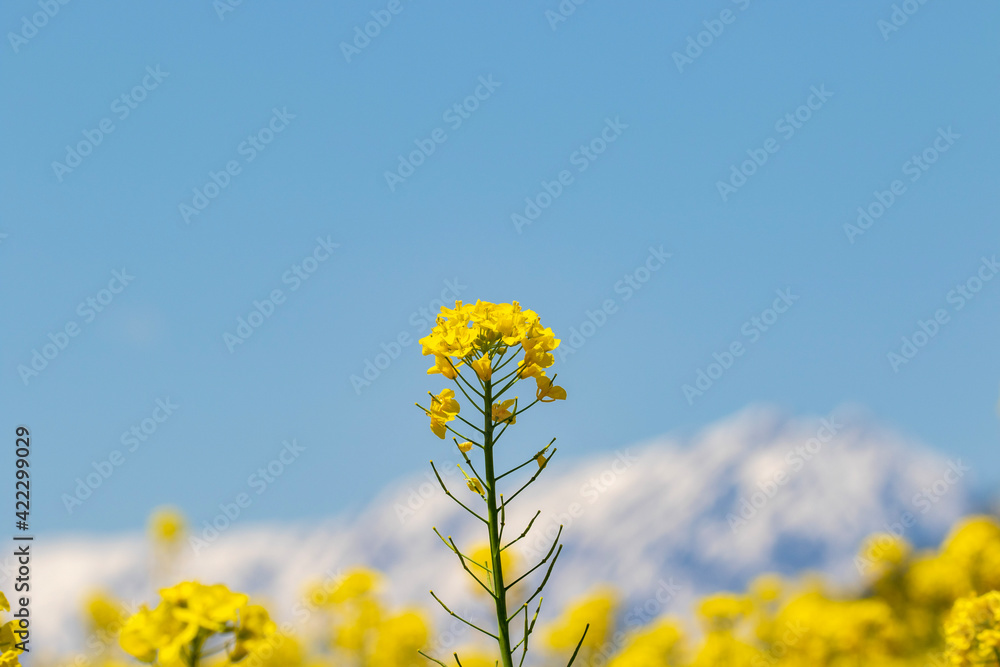 field of flowers