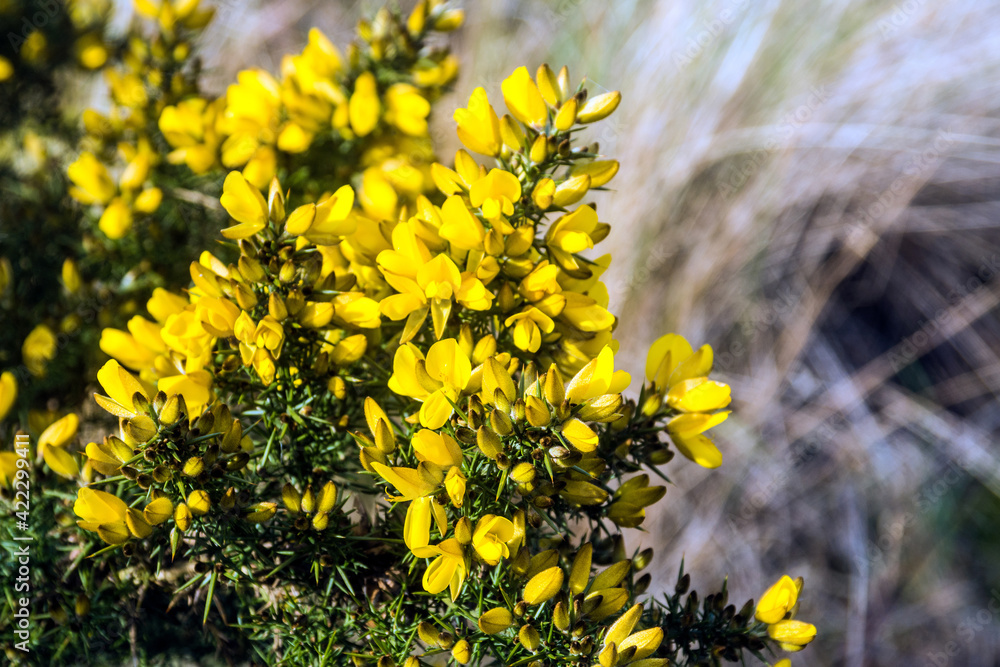 Gorse Bush in Bloom Gorse Bush in Bloom