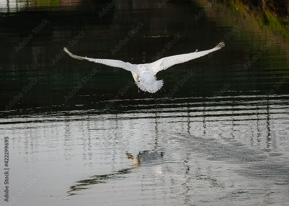 Cigno Cigno