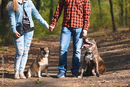 couple holding hands walking with dogs