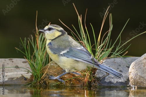  Young blue tit stands on stone with grass by the bird's waterhole. Czechia. Europe. 