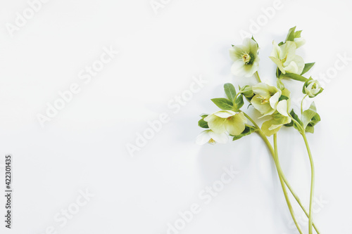 Fotografi hellebore flowers on a white background, top view, place for an inscription