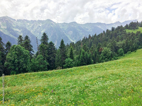 alpine meadow in the mountains © Tani
