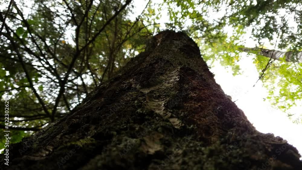 view up a tree in the woods