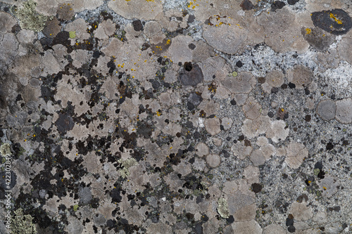 fragment of an old concrete wall