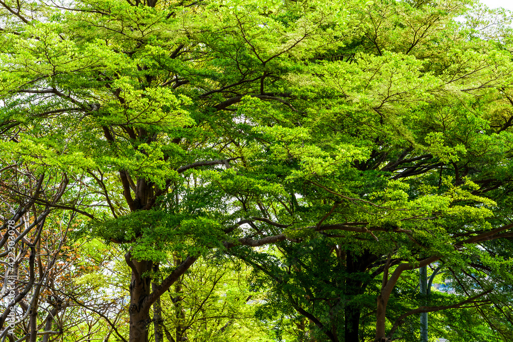 Green trees in the park as a background Green trees in the park as a background