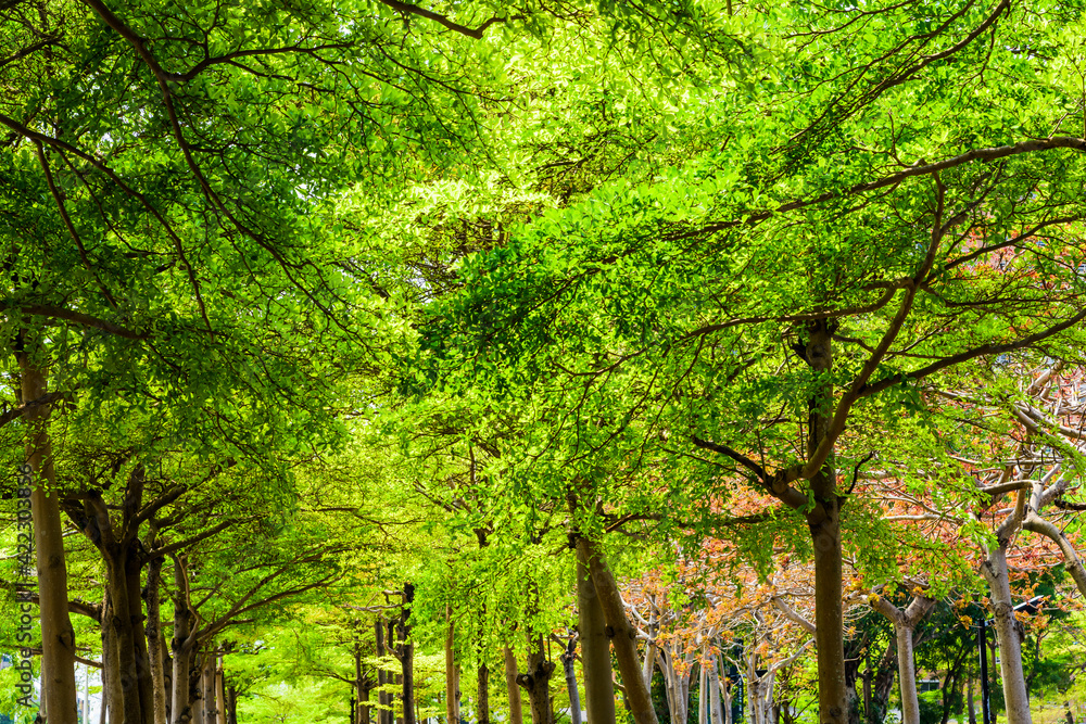 Green trees in the park as a background