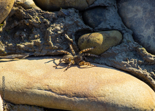 South Russian tarantula near the river on a stone close-up.