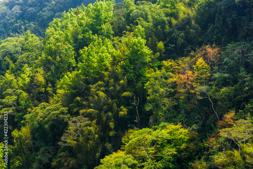 Mountains and verdant forests in Taiwan