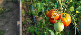 Tomato fruit banner. Growing tomatoes in a greenhouse.