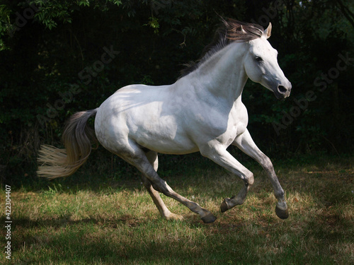 Cantering Grey Horse © Nigel Baker