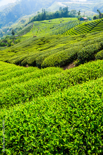 Beautiful tea plantation landscape on the mountaintop of Alishan in Taiwan. © BINGJHEN