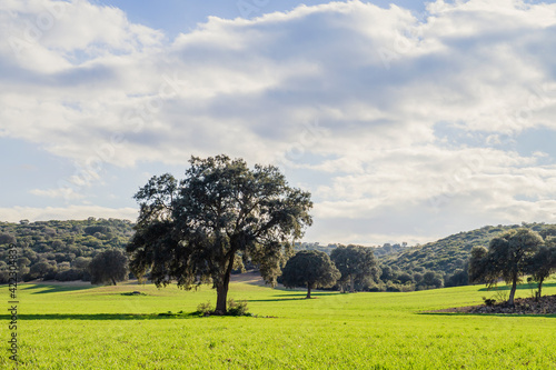 Holm oak grove photo