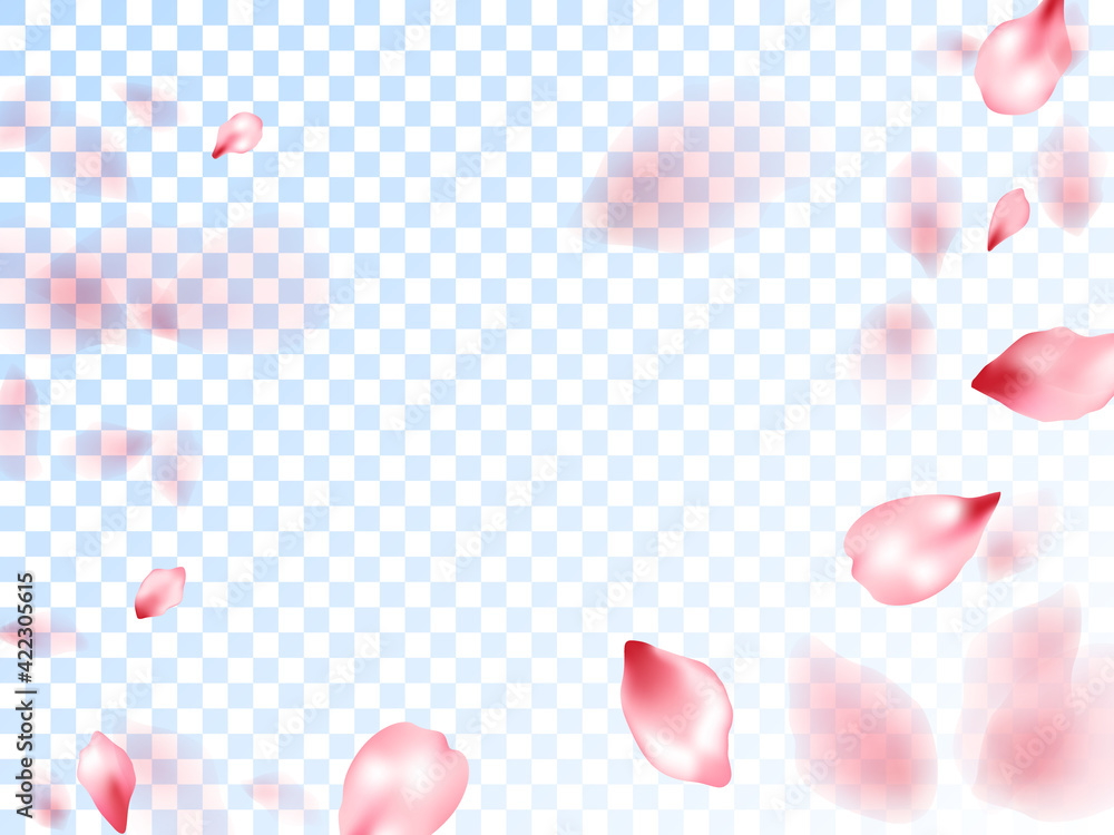 Japanese cherry petals on transparent background. Japanese cherry petals on transparent background.