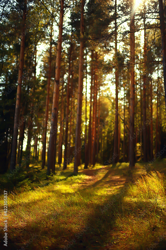 sun rays in coniferous forest, abstract landscape summer forest, beautiful wilderness nature