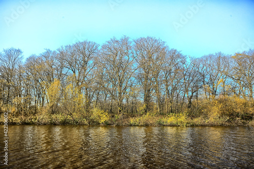 Fototapeta Naklejka Na Ścianę i Meble -  autumn landscape in the park / seasonal yellow landscape sunny park with fallen leaves