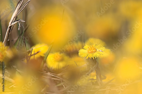 mother and stepmother yellow flowers spring background, abstract spring background with wild flowers
