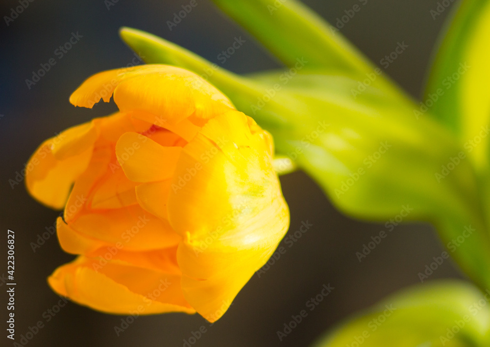yellow tulip flower