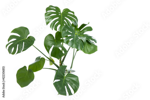 Monstera plant in pot isolated on white background.