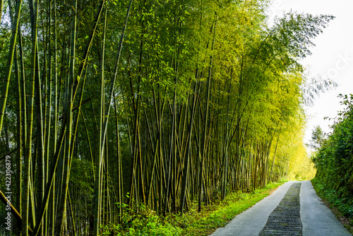 Fototapeta Naklejka Na Ścianę i Meble -  The walkway between bamboo forest in Nantou, Taiwan.