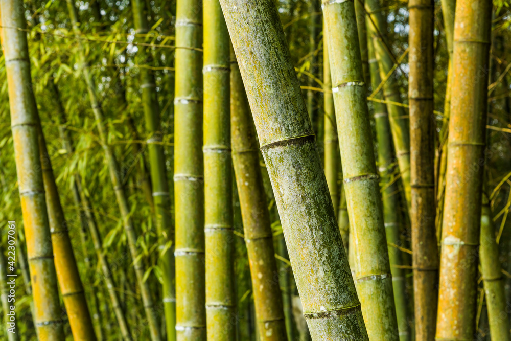 Fototapeta premium Lush bamboo forest in Chiayi, Taiwan. natural background.