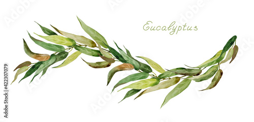 Watercolour illustration of branches and narrow long eucalyptus leaves in the form of a semicircle. Elegant hand-painted watercolor Eucalyptus leaves © Valentina