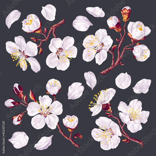 Set of twigs with spring flowers of fruit trees. Realistic , vector hand-drawn flowers easy to edit and compose for your design, textile, pattern, apparel print, social media banner, advertising