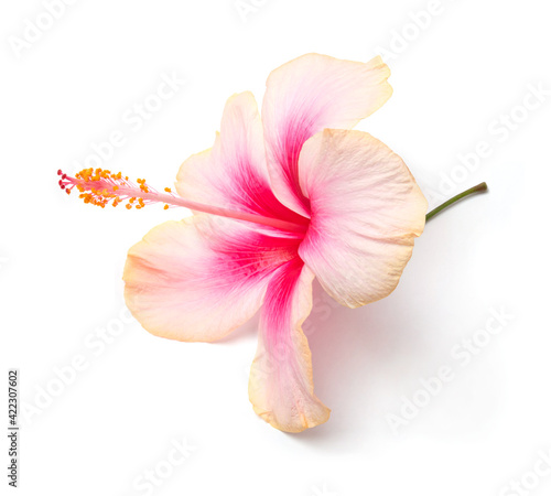 Pink hibiscus flowers blooming on isolated white background.Floral object clipping path.