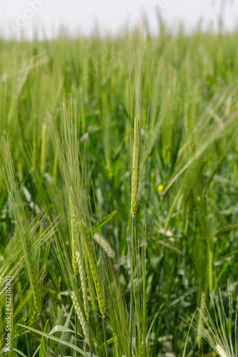Close-up view of a green unripe wheat ear