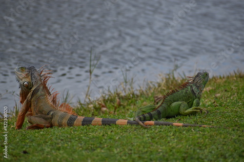Iguanas crossing paths