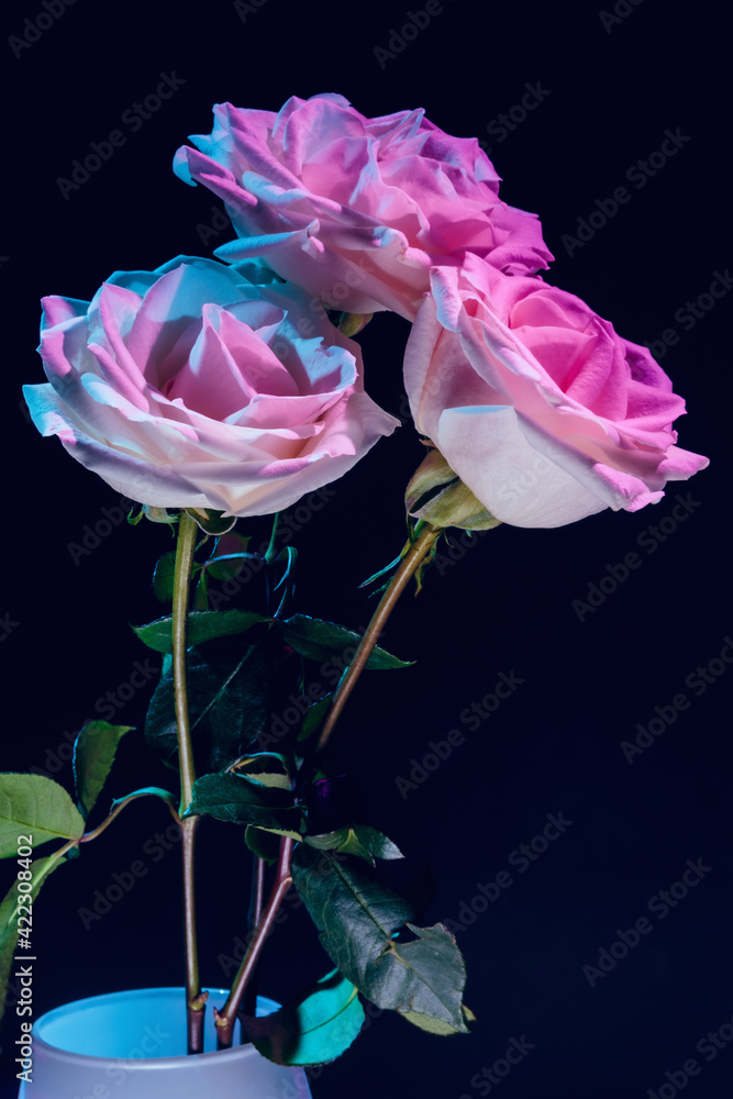 White roses in colorful light on dark background White roses in colorful light on dark background