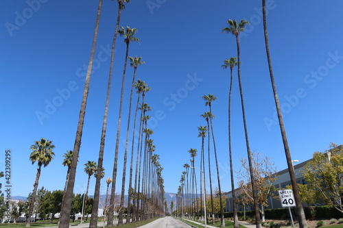 Palm Trees in Parallel Lining a Road in Redlands, California, with Interesting Distance Perspective Lines and a Clear Blue Sky photo