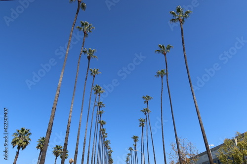 Palm Trees in Parallel Lining a Road in Redlands California photo