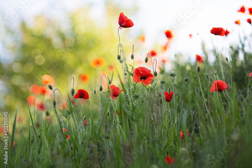 field of red poppies