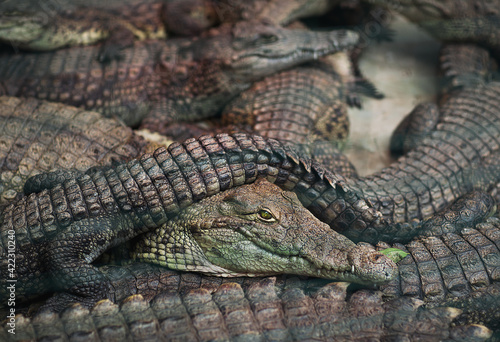 close up of a crocodile