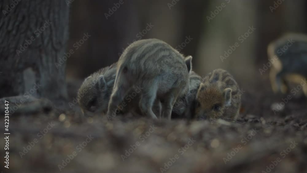 Closeup young wild boars Sus scrofa, excited piggy romping together in dark wood. Wildlife tranquil scene of long furry animals. Strong nose and well smell sense to search food in omnivorous mammal. Closeup young wild boars Sus scrofa, excited piggy romping together in dark wood. Wildlife tranquil scene of long furry animals. Strong nose and well smell sense to search food in omnivorous mammal.