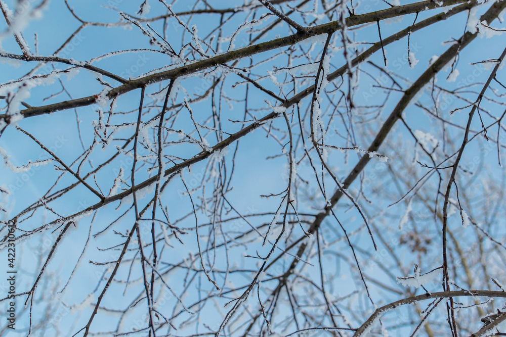 Thin branches of trees in fluffy white snow in winter. Blue sky background, bottom view. North. Close-up Thin branches of trees in fluffy white snow in winter. Blue sky background, bottom view. North. Close-up