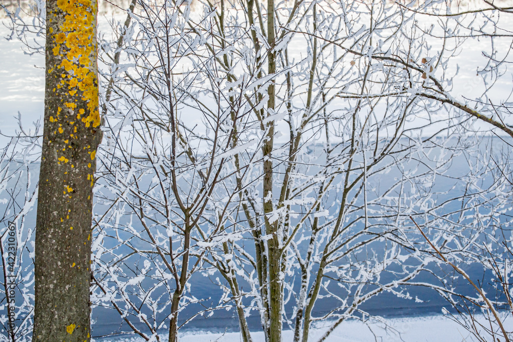 Fototapeta premium Aspen trunk with bright yellow lichen, thin trees on the snowy bank against the background of a blue river. Winter landscape