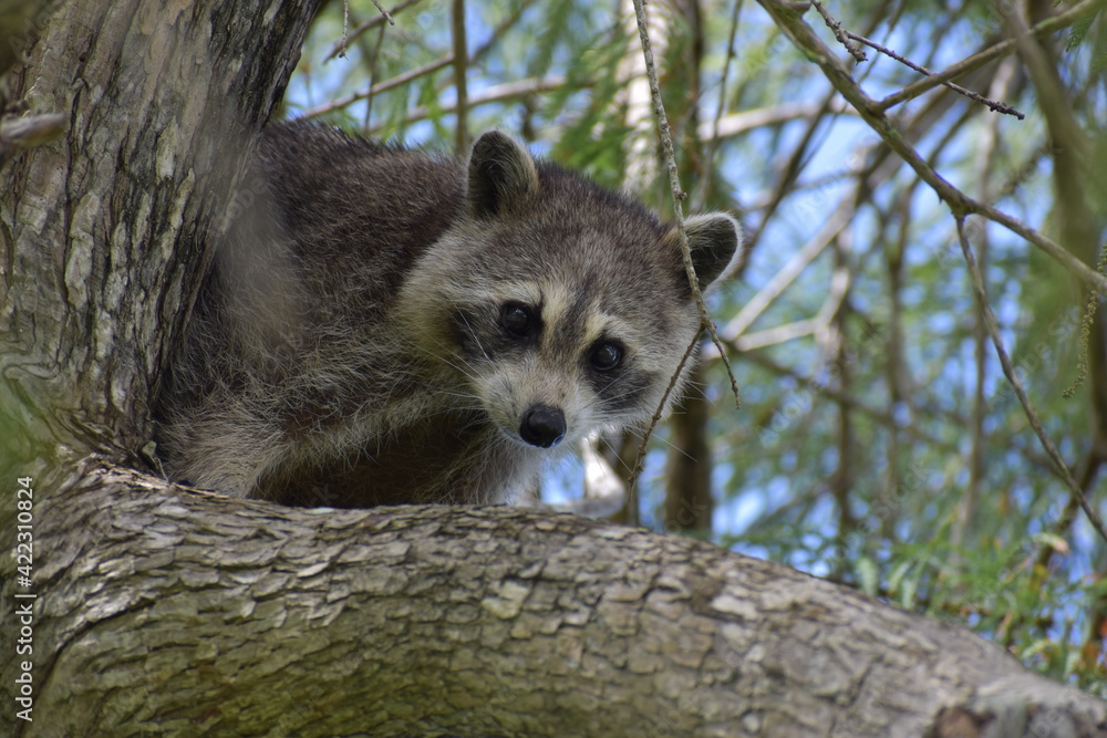 Obraz premium Rocky Raccoon