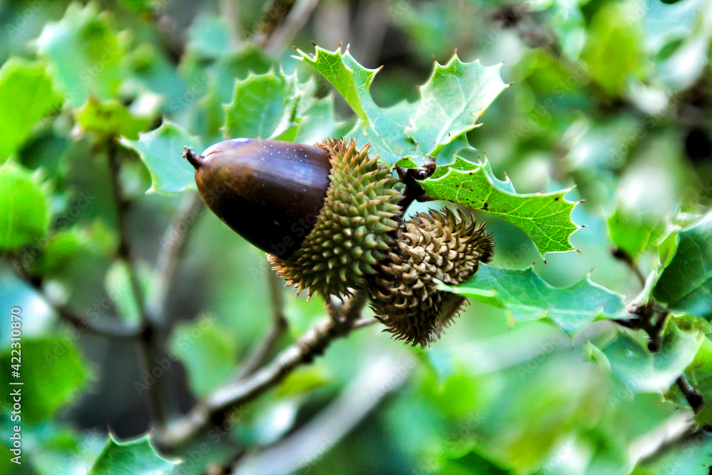 Beautiful native Quercus Coccifera plant in the mountain Beautiful native Quercus Coccifera plant in the mountain