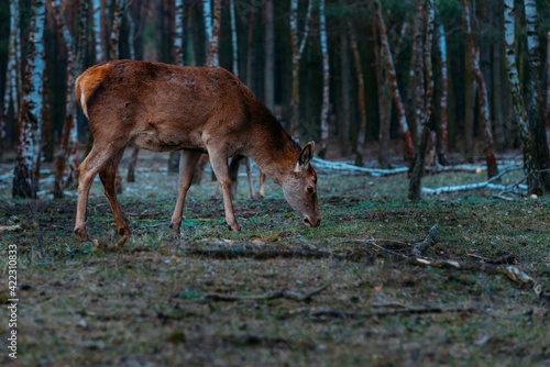 Red deer cow in forest, A hind in a forest, doe in forest
