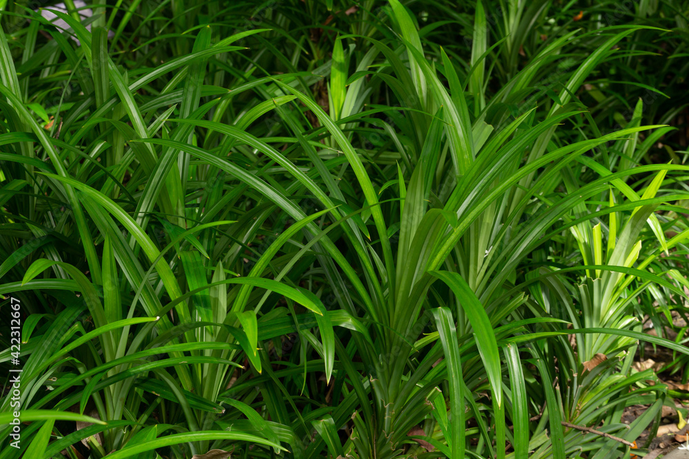 Pandan leaves (Pandanus amaryllifolius Roxb.) are plants that contain aroma essential oils. Popularly used to squeeze juice using as an ingredient in Thai food Pandan leaves (Pandanus amaryllifolius Roxb.) are plants that contain aroma essential oils. Popularly used to squeeze juice using as an ingredient in Thai food