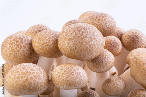 Shimeji mushroom or White beech mushrooms isolated on white background.